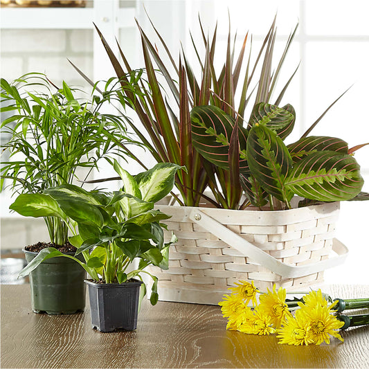 Plantes fleuries et vertes, conçues par le fleuriste, dans un panier
