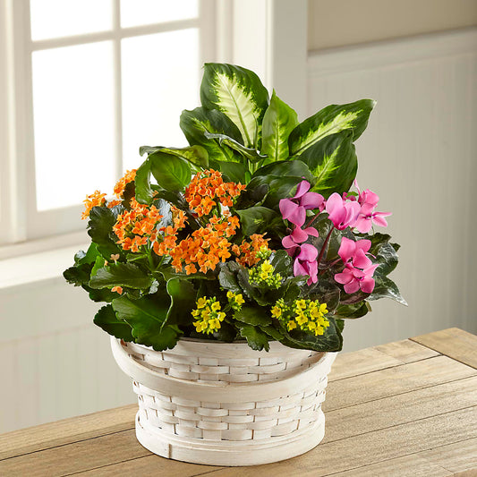 Jardin de plats Color Crush
