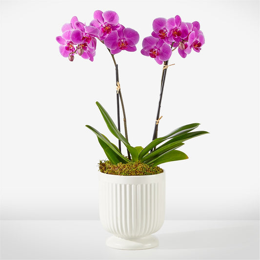 Orchidée Fuchsia Amicale