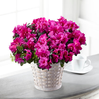Hope & Serenity Azalea Plant –  Gift Z, Lake Worth FL