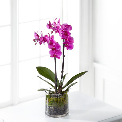 Pink Orchid Plant –  Gift Z, Lake Worth FL