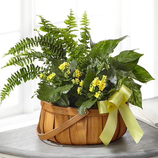 Toujours Cher Dishgarden