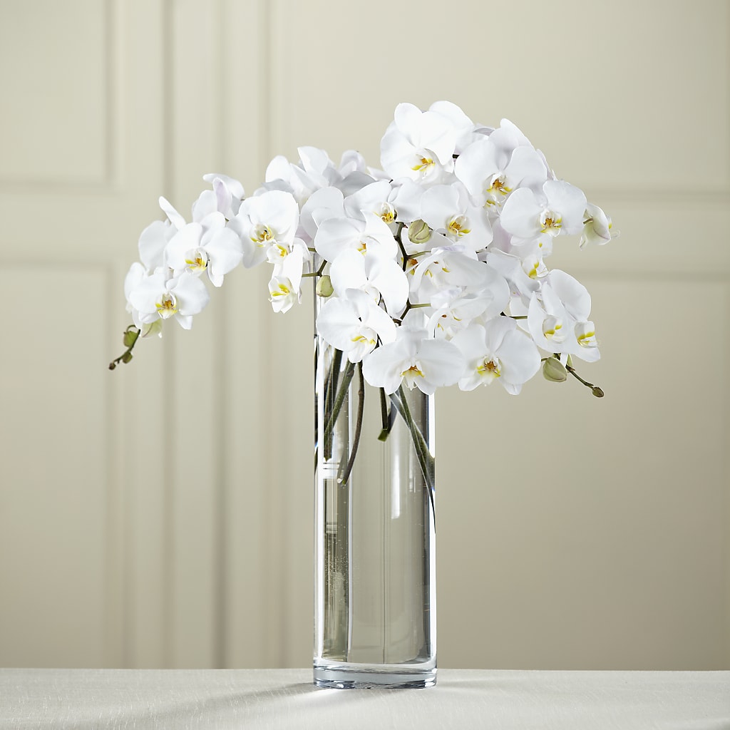 Ramo de phalaenopsis blancas